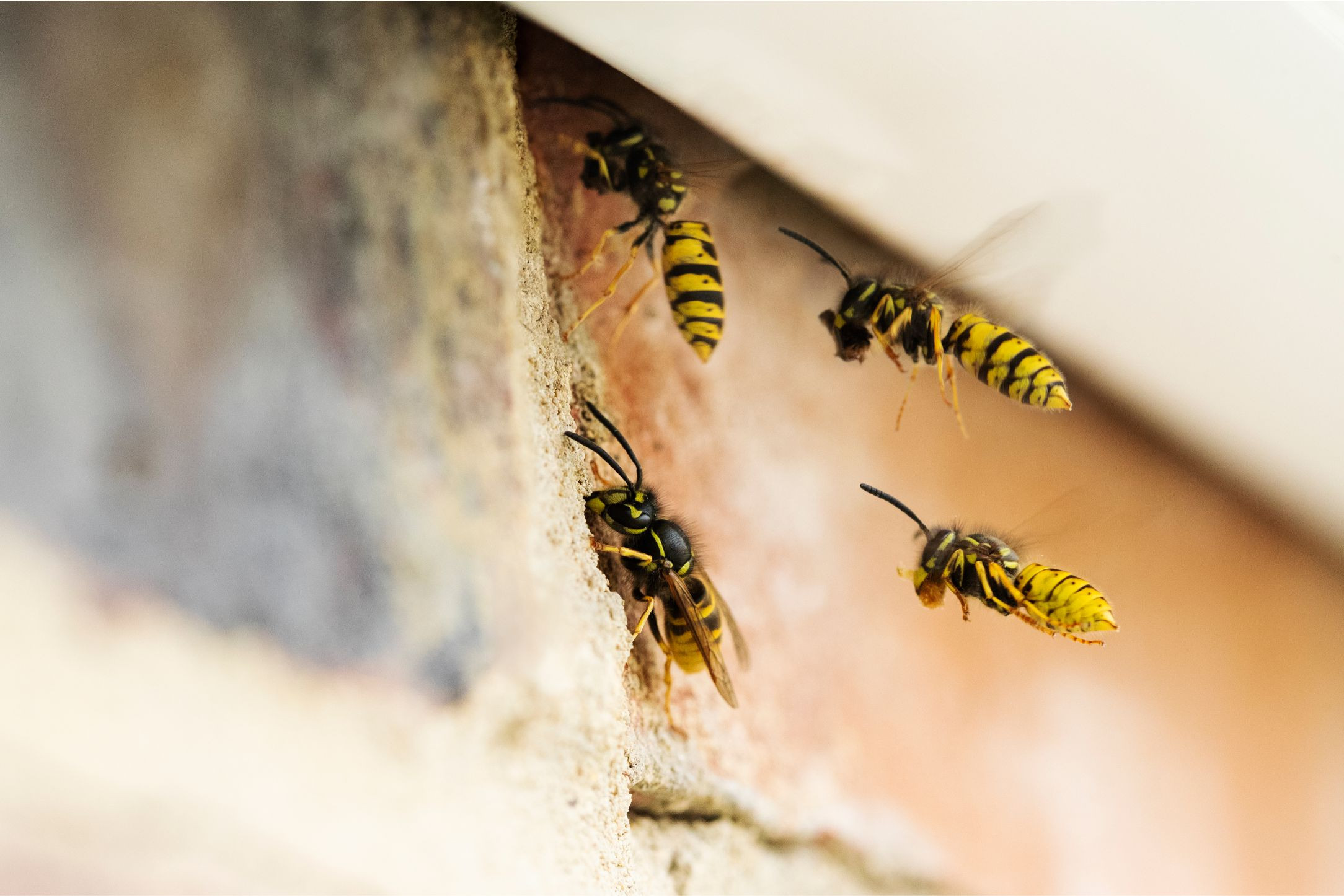 Common Pests: A Comprehensive Guide - Brough Pest Control